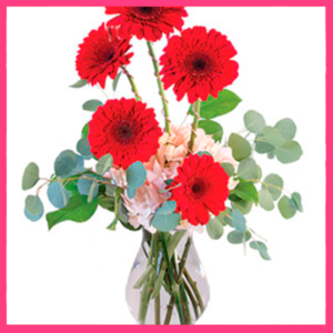 CRIMSON GERBERAS